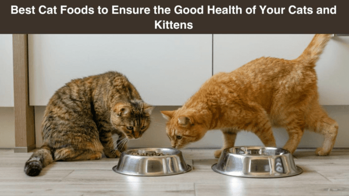 Best Cat Foods to Ensure the Good Health of Your Cats and Kittens