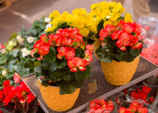 Ultimate Guide to Growing Begonias Indoors