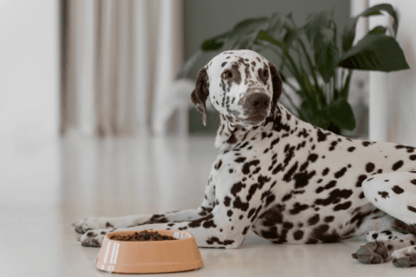 5 Reasons Why Royal Canin Is the Best Choice for Your Furry Friend