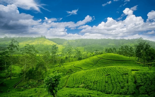 A Unique Tea Exporting and Consuming Country on the “One Belt and One Road” - Sri Lanka