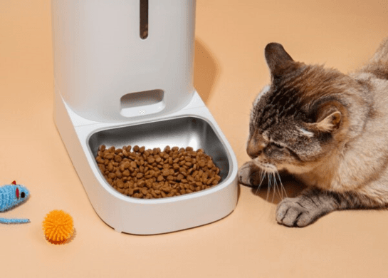Why Should You Buy Bulk Cat Litter in Australia?