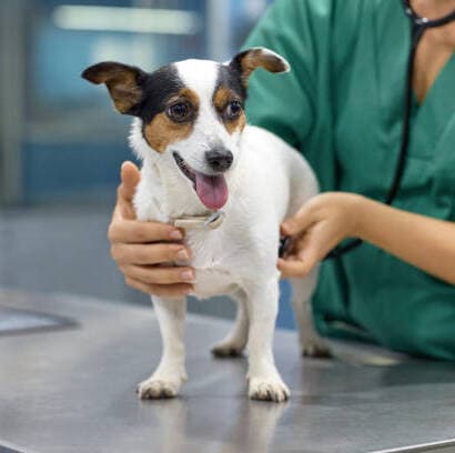 Best Vet in Singapore