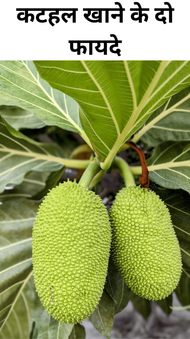Two benefits of eating jackfruit
