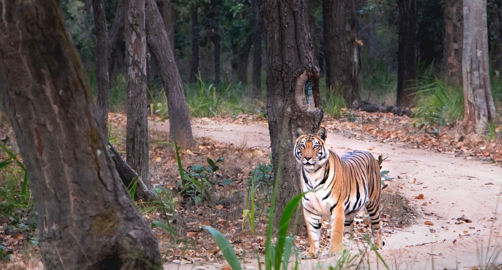 Tiger Safari Bandhavgarh
