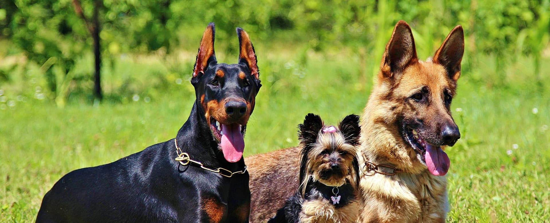 Bob Maida Dog Training